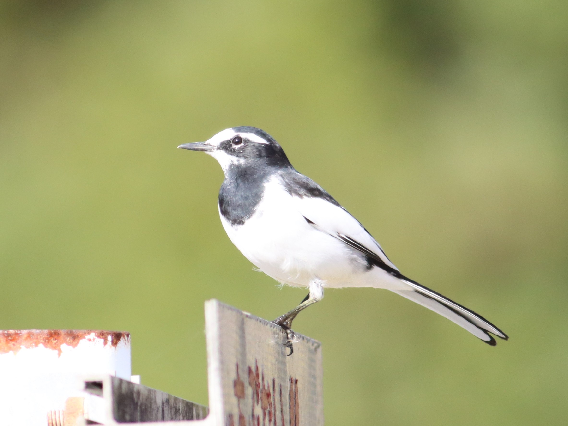 セグロセキレイ2